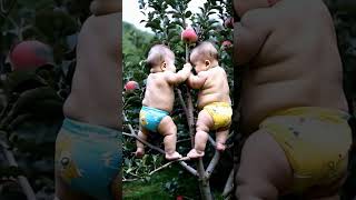 The two brothers saw the apple for the first time [upl. by Buck]