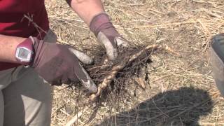 Miscanthus Propagating Rhizomes [upl. by Karab]