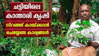 ചട്ടിയിലെ കാന്താരി മുളക്‌ കൃഷി  Cultivation of Kanthari chilli Malayalam  kanthari mulark krishi [upl. by Armyn294]