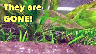 REMOVE Brown Algae from your Aquarium by DOING THIS [upl. by Arekahs309]