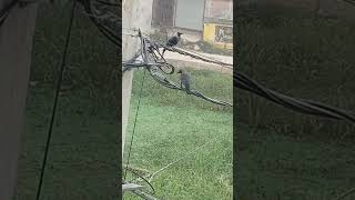 Crows crow birds birdslover youtube youtubeshorts shorts ytshortsindia ytshort birdsounds [upl. by Fineman]