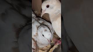 Just some of our Breeding Ringneck Dove Hens doves birdsforsale birds [upl. by Knarf]