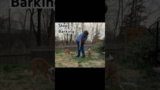 Stop Dog Barking Outside Teach Your Dog quotTouchquot [upl. by Faye]