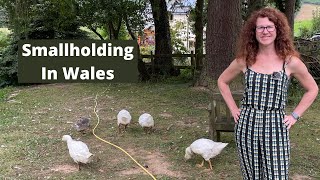 Revisit A Smallholding In UK  Homestead In Wales [upl. by Christabelle]