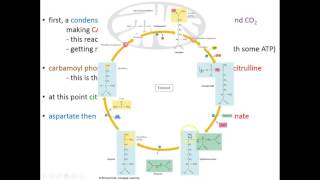 Lecture 18C  Catabolism of Amino Acids [upl. by Alled]