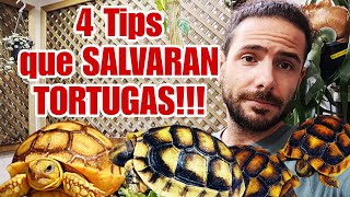 GUIA IMPRESCINDIBLE de TORTUGAS DE TIERRA Los 4 puntos VITALES Sobretodo para Bebes 🐢🐢 [upl. by Yared157]