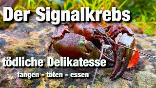 Signalkrebs fangen töten essen invasive Art im Gewässer [upl. by Cavit678]