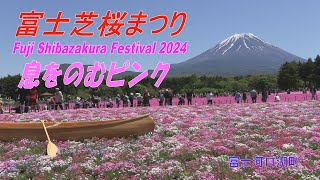 2024 富士芝桜まつり Fuji Shibazakura Festival 2024 [upl. by Tartan]