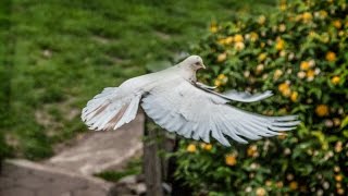 PIGEONS Голуби Натали и Георга Хайке в Германии [upl. by Preuss]