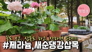 제라늄새순댕강삽목 꽃보는삽목 멍밥풀삽목 수형잡는삽목 [upl. by Kano]