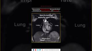 How Breathing Impacts Heart Function The Science Behind Cardiac Preload  Andrew Huberman Explains [upl. by Nilrah]