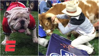 Bevo charges Uga at 2019 Sugar Bowl  College Football Highlights [upl. by Citarella]