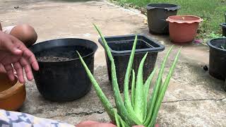 ALOE VERA  Take Big Child Aloe Vera For Graft In New Pot  With Shell Egg [upl. by Snowman]