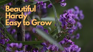 Hardenbergia violacea Purple Coral Pea  Australian Native Plant Profile  Grow Guide [upl. by Neve]