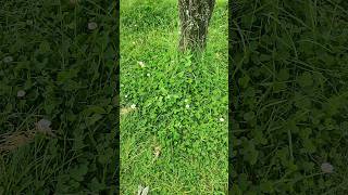 White Clover Trifolium repens under a bare winter plum tree at Kodaikanal rose garden shorts [upl. by Elly]