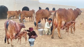 Choudhary Sahiwal Cattle and Dairy Farm 32600 Kg Milk Record [upl. by Loy312]