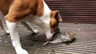 Dog kills HUGE rat in the garden  Emergency Pest Control Service in London  Environ Pest Control [upl. by Cired871]