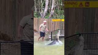 Koalas Crocs and Kangaroos all at Hartleys Crocodile Adventures in Wangetti 🦘🐨🐊 [upl. by Aylad]