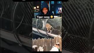 Tiger fat in zoo 🤣 aa gaya suwad  viralvideo comedy reaction shorts reactionvideo [upl. by Sirraf]