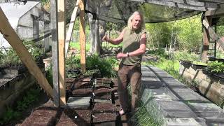 Planting Goldenseal [upl. by Hgiellek]