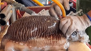 Amazing live giant cuttlefish cutting skills you never seen  How to make cuttlefish Sashimi [upl. by Sievert]