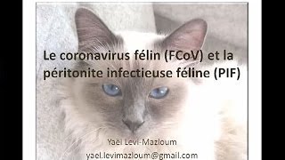 Le coronavirus félin FCoV et la péritonite infectieuse féline PIF [upl. by Sexton]