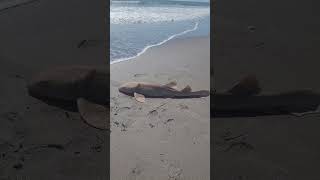 Enthusiastic beach goer wants to touch this nurse shark before release tight lines [upl. by Lisha]