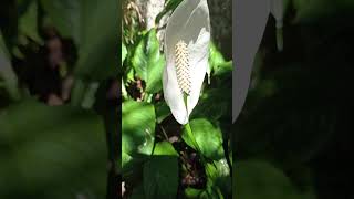 LíriodaPazSpathiphyllum MontanumPlanta Terrestre HerbáceaAraceaeAmbiente Com Pouca Luz Solar [upl. by Samoht]