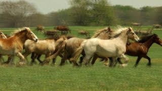 Black Beauty Ranch Americas Largest Animal Sanctuary [upl. by Nanaj722]