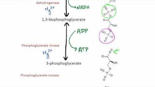 Glycolysis [upl. by Nosemaj]