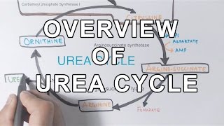 Overview of UREA CYCLE [upl. by Annehsat]