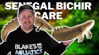 Senegal Bichir Care Guide  Feeding Care Tank Set Up and Breeding Dinosaur Bichir Fish [upl. by Kempe]