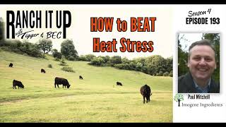 How To Beat The Heat Stress In Cattle [upl. by Mariana]