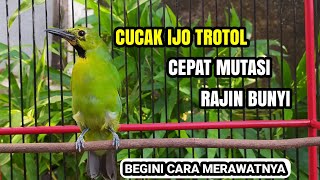 Perawatan CUCAK IJO BAHAN  TROTOL Agar Cepat Mutasi amp Bunyi 🐦 [upl. by Aivan]