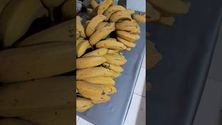 OLHA ESTE LINDO CACHO DE BANANAS MADURASvidananatureza bananas [upl. by Westbrook391]