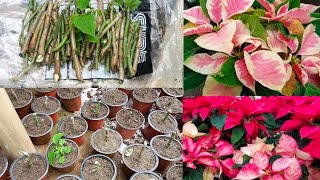 About poinsettia flower 🌺 how to grow poinsettia by cutting for next year🌺 [upl. by Anaes]