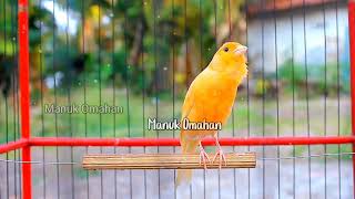 Canary song for mating training of beautiful Belgian canaries 161 [upl. by Elsworth]