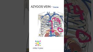 Anatomy Thorax 244 Azygos vein course diaphragm superior vena cava lung [upl. by Schwerin370]