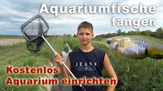 Fische fangen  Aquarium einrichten  Lebendgebärende Fische für das 1000 Liter Aquarium kostenlos [upl. by Dnalevelc]