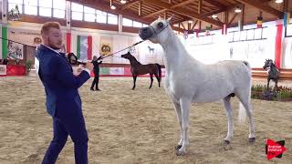 Italian Nationals 2019  Senior Stallions Championship [upl. by Goodyear]