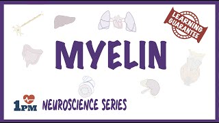 Myelin  Neuroscience series [upl. by Aruam]