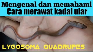 Mengenal Lygosoma atau kadal ular [upl. by Imer299]