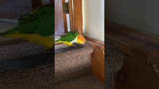 Tropical Birds with Names and Sounds in 4Kshort [upl. by Nefen648]