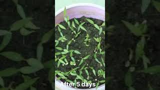 Tips for growing chillies from seed shorts [upl. by Calvo]