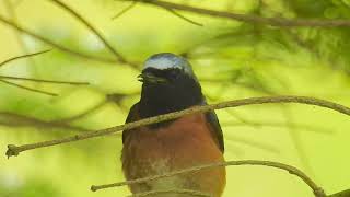 Phoenicurus phoenicurus  colirrojo real  common redstart [upl. by Annabela]