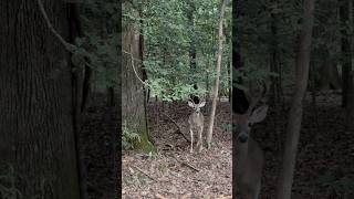 Last days of summer in Hochatown on the Mountain Fork River brokenbow deer oklahoma hochatown [upl. by Sivat]