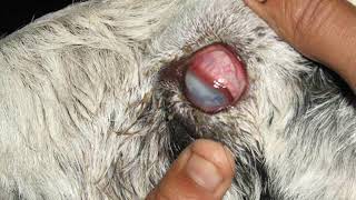 Deep keratitis in a goat 🐐 Pinkeye in goats Mycoplasma conjunctivae ampChlamydia organisms 🐐🐐🐐 [upl. by Conti]