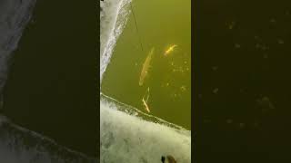 Spearing northern pike  Let the comments role  fishing spearfishing bass [upl. by Alabaster96]