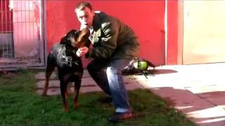 Rottweiler Baco Gefahr oder Familiensegen [upl. by Veno]