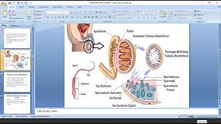 Reproductive System Part 2 paramedics [upl. by Amis]